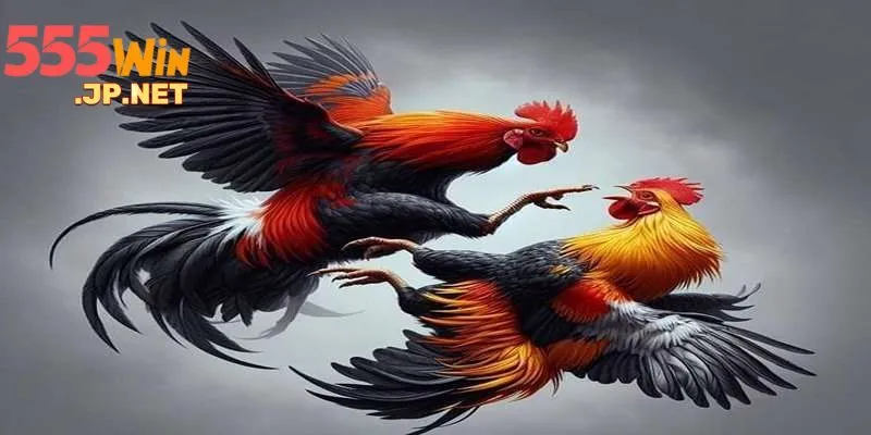  Đá gà 555win có sức hút đặc biệt với mọi thành viên